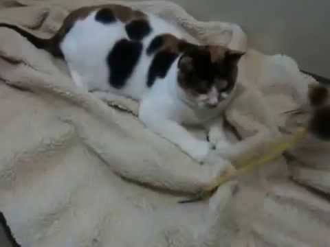 Adorable, an adopted Calico in Canoga Park, CA_image-1
