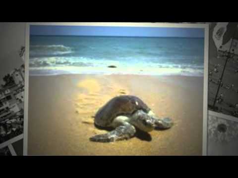 download lagu mp3 mp4 Mexico Lindo Y Querido Autor, download lagu Mexico Lindo Y Querido Autor gratis, unduh video klip Mexico Lindo Y Querido Autor