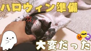 早めのハロウィン準備したら愛犬が大暴れしました😂