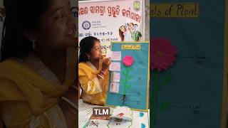 😋TLM / 3d tlm / EVS tlm / parts of plants #shorts #shortsfeed #viral #tlm #evs
