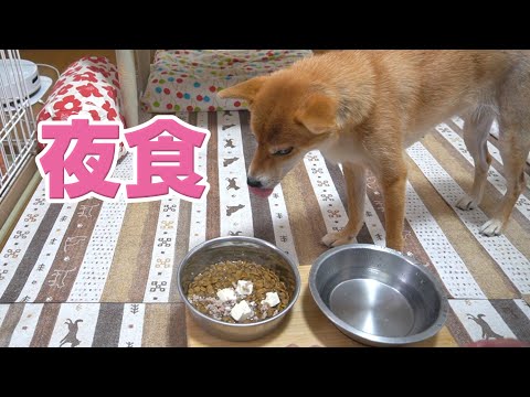夜食の背徳感が食欲を増す？　柴犬小夏
