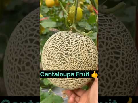 Cantaloupe | Rock Melon 👌#shorts #fruit #shortsvideo