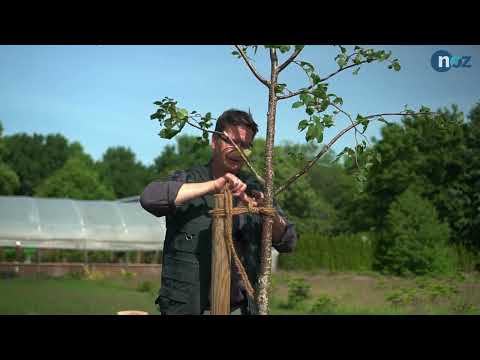 Einen Baum pflanzen: So geht es richtig