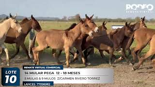 LOTE 10