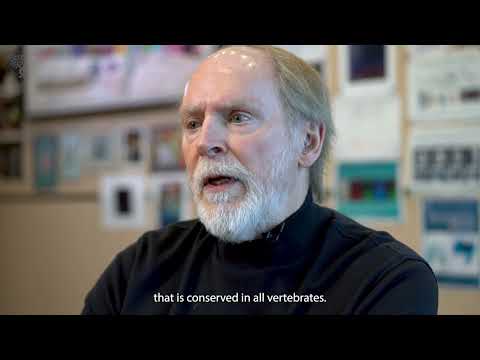 Stowers scientists uncover how sea lamprey brain ...