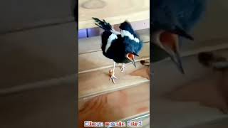 Download lagu Kacer air besar atau manintin air burung indah suara melengking #bird #kacerair#short#shorts mp3 Download lagu Kacer air besar atau manintin air burung indah suara melengking #bird #kacerair#short#shorts mp3