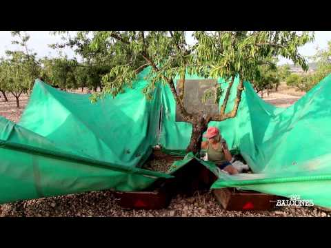#11 Cosecha de Almendra / Almond Harvest