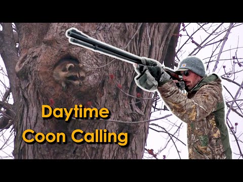 Daytime Raccoon Calling | Big Changes to Iowa's Hunting Season