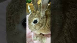 ウサギの食事　#ウサギ #うさぎ部 #うさぎさん
