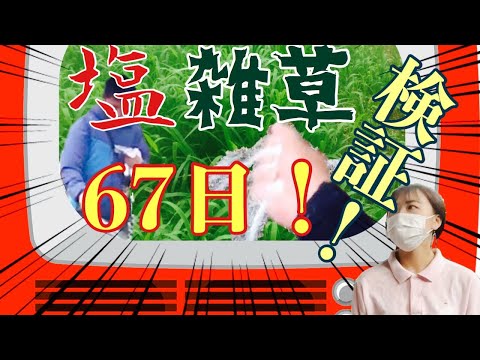 庭に塩をまく：植物にとって有益ですか？  庭園