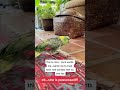 Coco Promised She Wouldn’t Hurt Her #pets #birds