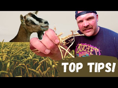 Get More Milk By Feeding Your Goats This!