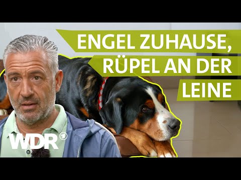 Ruhe bewahren bei der Hundebegegnung | Hunde verstehen | S04/E01 | WDR
