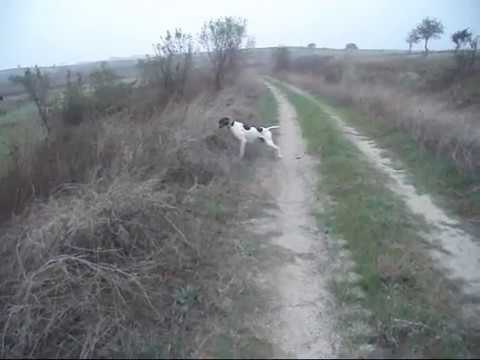Alen Rio Bıldırcın Avı Alen Rio Bıldırcın Avı