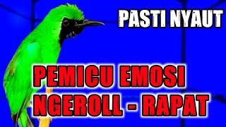 Download lagu AWAS EMOSI !! PANCINGAN CUCAK IJO GACOR FULL ISIAN KASAR DONGKRAK IJO LAWAN AGAR CEPAT JAMTROK mp3