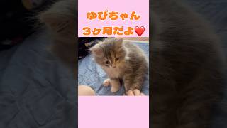 #ねこ #ねこのいる生活 #サイベリアン #ゆぴ
