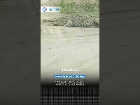 Gigantesco cocodrilo aparece en el Río Daule y alerta a los moradores