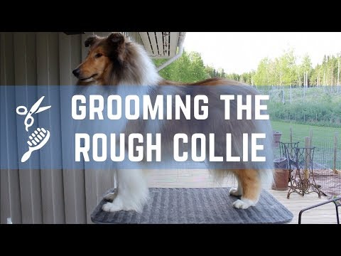 Grooming the Rough collie - Pitkäkarvaisen collien trimmaus