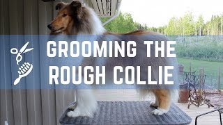 Grooming the Rough collie - Pitkäkarvaisen collien trimmaus