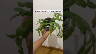 Christmas cactus #youtubeshorts #christmascactus #cactus #plantcare #plantcaretips #ikea