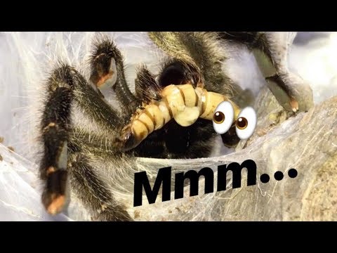 1st YouTube video about are mealworms good for tarantulas