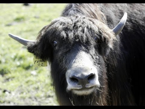 Golden $hit #tibetans #tibetanvlogger #comedy