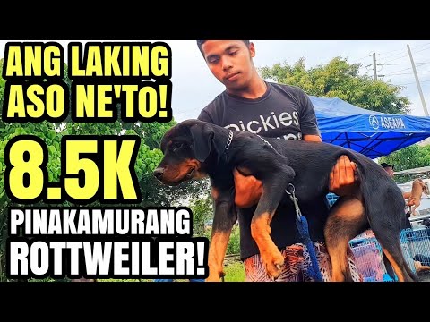 PINAKAMURANG ROTTWEILER! P8,500 LANG! JACKPOT KA DITO! DAMBUHALANG ASO!