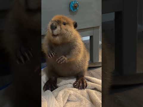 Help us help beavers. Link in bio. #babybeaver #beaver #cuteanimals #animal #wildliferehab