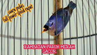 Download lagu RAMBATAN PARUH MERAH GACOR | RAMBATAN PARUH MERAH JANTAN SPEED RAPAT PANCINGAN RAMBATAN BETINA mp3