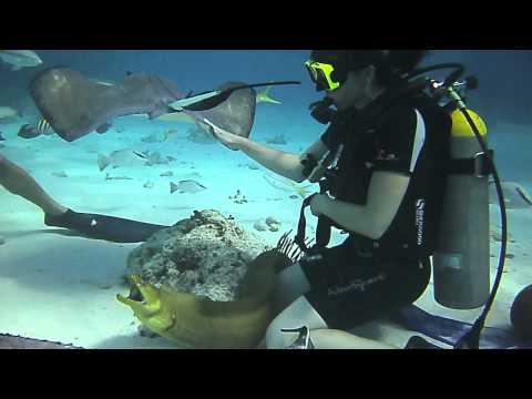 Playing with "Psycho" the Moray Eel at Sting Ray City.mov