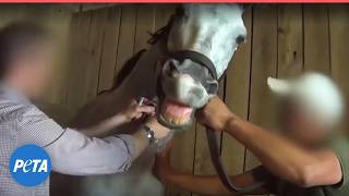 Horse Racing Exposed: Drugs and Death