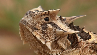 PBS Show March 26-April 1, 2017, #2524