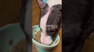 2026.3.25朝ごはん#ブルテリア#bullterrier#犬#犬との暮らし#愛犬#dog#可愛い#わんこ#お散歩#family#パピー #仔犬