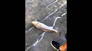 preview picture of video 'Red fish caught at Ponce Inlet Jetty'