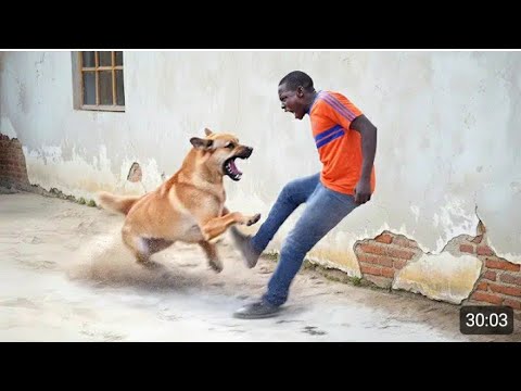 Try not to laugh 😂😂😂 challenge level 71 Extreme funniest videos 2025 #funny #funnyvideos #viral #fun