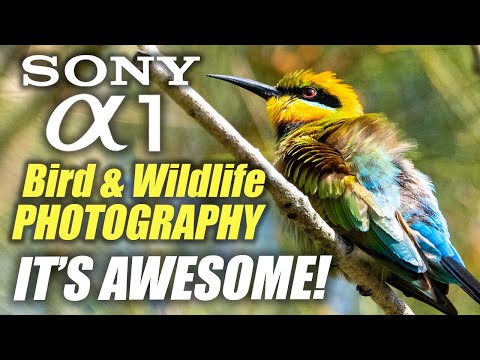 Sony A1 Bird & Wildlife Photography | It's AWESOME!