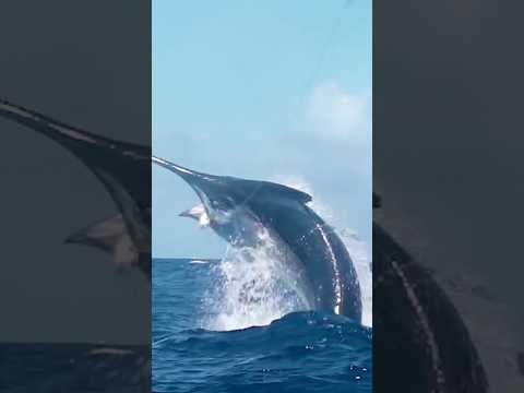 Monster black marlin on the line! Watch fishing🔥#marlinfishing # #biggamefishing