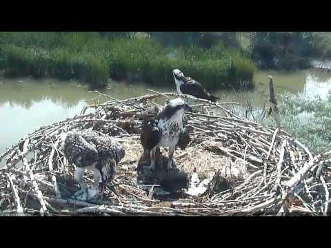 7/18/16 Chick self feeds for the first time from live fish to bites - Boulder County Osprey Camera