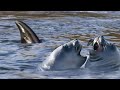 Orca S Extraordinary Hunting Technique A Perfect Planet BBC Earth