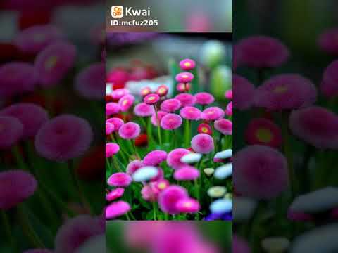 uma mensagem de bom dia bee gees