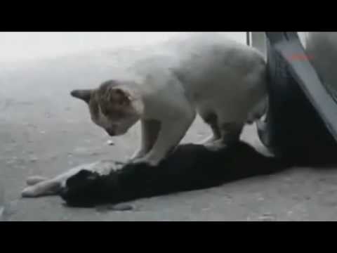 cat refuses to let its partner die...