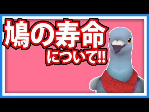 鳩はどれくらい生きますか?