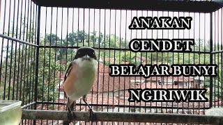Download lagu ANAKAN CENDET BELAJAR BUNYI NGRIWIK... mp3