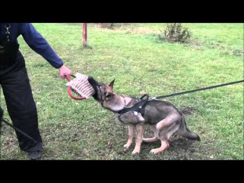 Jagira Aykmar - 6 moonths