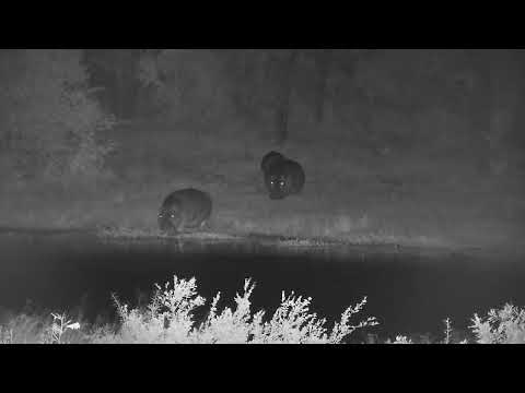 Djuma: Three Hippos returning to the dam, youngster in water rejoins them - 21:53 - 04/22/2023