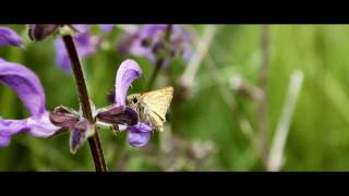 preview picture of video 'Canon EOS 550D | Nature inspiration'