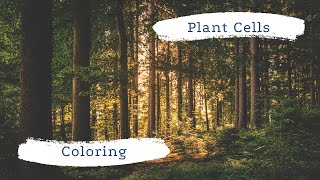 Plant cell coloring