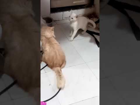 prita and karan fights same like