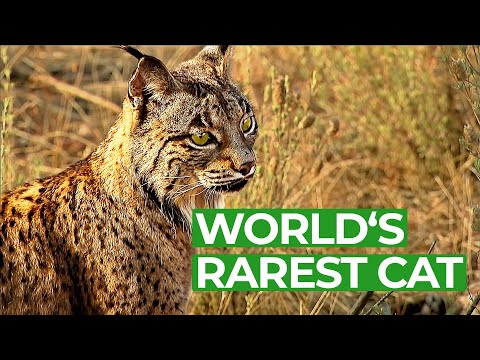Iberian Lynx Back From the Brink of Extinction