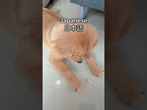 memang anakku kandung iki🗿　#goldenretriever